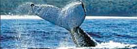 HVALGARANTI: Untenfor Santa Barbara vil du garantert f� se kn�lhval.