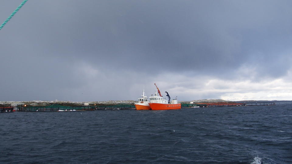 VURDERER � KREVE PENGENE TILBAKE: Daglig leder i Lovundlaks mener oppdrettere blir d�rlig behandlet. Her fra anlegget p� Lovund i Nordland. Foto: Hans Petter Meland.
