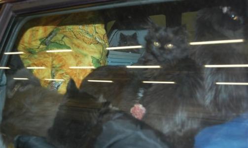 M�TTE AVLIVE DYR: Slik ble dyrene fraktet til Norge av sine tyske eiere. Helsetilstanden til de i alt 33 dyrene som var i bilen, var sv�rt d�rlig. En hund og to katter m�tte avlives da tollerne stanset bilen p� Svinesundgrensa. Foto: Tollvesenet