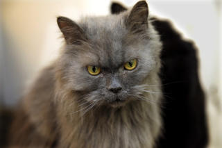 S�KER EIER: Denne katten, som har f�tt navn Gandalf, trenger n� nye eiere som kan gi ham et godt hjem. Foto: Geir B�lstad / Dagbladet.