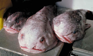 TÅLER EN STØYT: Fisken har en kroppsmasse som tåler trykket på dype hav. Foto: S. Humphreys, Australian Museum TÅLER EN STØYT: Fisken har en kroppsmasse som tåler trykket på dype hav. Foto: S. Humphreys, Australian Museum