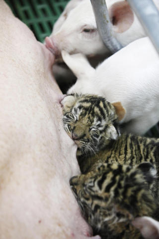 GRISEMAT: Disse tigerungene koser seg med grisemelk. De bor selvsagt ogs� i Sriracha Tiger Zoo. Foto: REUTERS/Sukree Sukplang/Scanpix