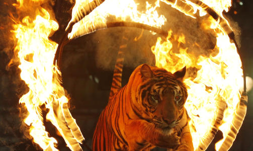 TIGERSPRANG: Denne tigeren lar grisene v�re griser for en periode, og hopper gjennom en ring av flammer. Det er mulig � anta at dette er noe en tiger i det fri aldri ville funnet p� selv. Det er ogs� mulig � anta at Sriracha Tiger Zoo foholder seg til et annet dyrevernregelverk enn for eksempel dyreparken i Kristiansand. Foto: REUTERS/Sukree Sukplang/Scanpix