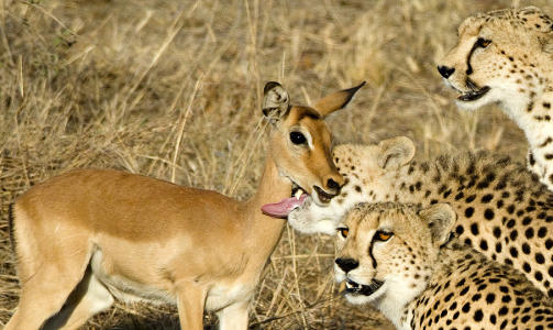 DET SISTE BILDET: Dette er det siste bildet før ting blir alt annet enn sukkersøtt på savannen i Kenya. Klikk på det store bildet øverst i artikkelen for å se bildene i serien. Foto: Michel Denis-Huot/Biosphoto DET SISTE BILDET: Dette er det siste bildet før ting blir alt annet enn sukkersøtt på savannen i Kenya. Klikk på det store bildet øverst i artikkelen for å se bildene i serien. Foto: Michel Denis-Huot/Biosphoto