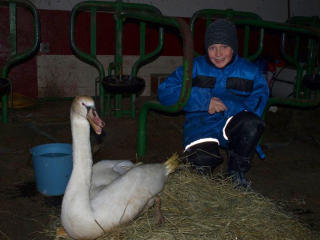 FJ�SSVANE: Ole Einar Dahl (11) er Donald-fan og har derfor oppkalt sin nye venn etter g�sa Guffen, som bor sammen med Bestemor Duck p� landsbygda utenfor Andeby. Foto: Erik Dahl