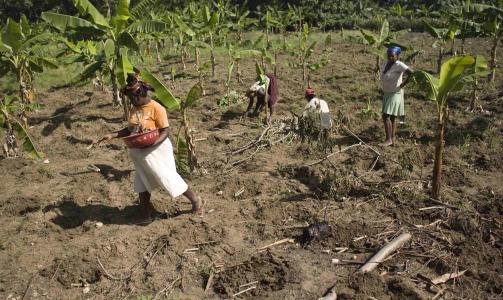 EN MENNESKESKAPT MILJ�KATASTROFE: Man trenger ikke se langt etter de reelle milj�problemene i verden. Det burde derfor ikke v�re n�dvendig � overdrive. P� Haiti er nesten all skog borte, noe som f�rer til erosjon og store problemer for befolkningen. I nabolandet har de bevart mye mer skog. Les mer om hvorfor Haiti gikk til helvete. Foto: REUTERS/ Eduardo Munoz