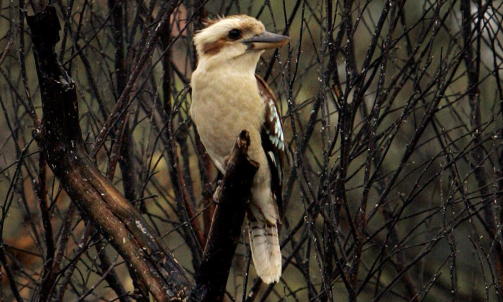 STRIDENS FUGL:  Kookaburra-fuglen, som bare lever i deler av Australia og Ny-Guinea, fikk sin egen barnesang i 1934. Fuglen er s�rlig kjent for sin latteraktige, h�ye og tildels irriterende lyd. Foto: REUTERS/Tim Wimborne/SCANPIX