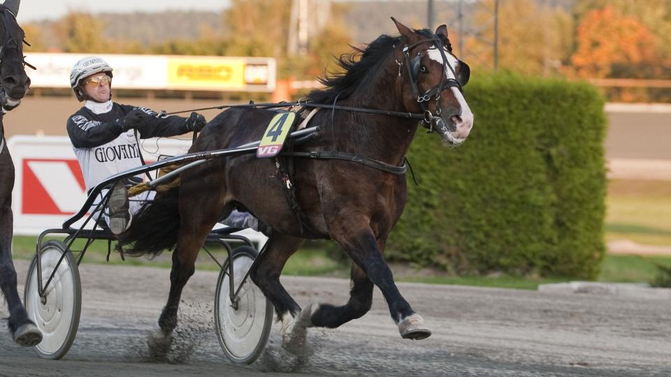 BLIKK FOR SEIER. F�ynland Kongen er Dagbladets banker i V75-omgangen p� Momarken. B�de kusk og trener har tro p� seier. Foto: HESTEGUIDEN.COM.
