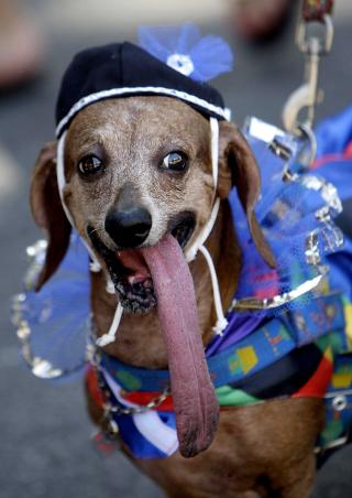 LEKKERBISK: Over hundre hunder var if�rt de lekreste antrekk. FOTO: AP/SCANPIX.
