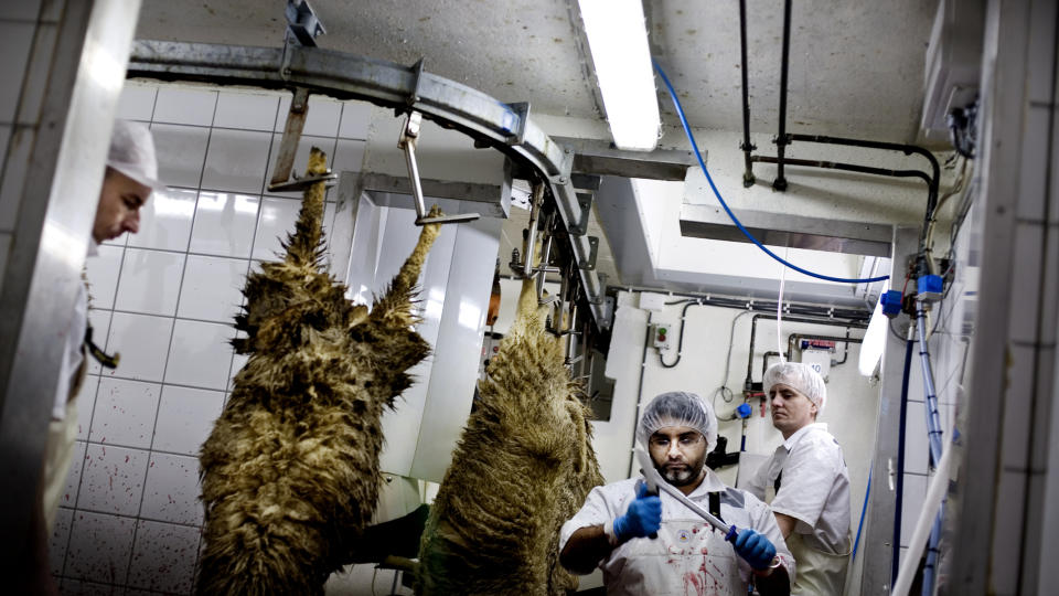 I Allahs navn: Med nyskjerpet kniv og islamsk velsignelse kutter Mahmod Chak struper p� Gol. Denne torsdagsmorgenen skal 100 sauer slaktes for Norturas halal-varemerke Alfathi, rettet mot norske muslimer.
Foto: Linda N�sfeldt