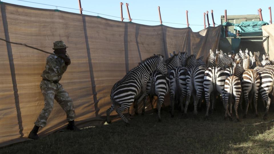 JAGES: Her blir ville sebraer fanget av viltvoktere som tvinger dyrne inn i lastebiler f�r de kj�res avg�rde til nasjonalpark for � bli l�vemat. FOTO: REUTERS/David Clarke