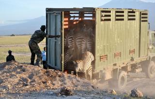 SKAL FRAKTES BORT: Sebraene fraktes fra de �pne savanneslettene til nasjonalparken Amboseli, hvor sultne l�ver venter p� dem. FOTO: REUTERS/David Clarke