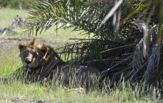 SULTEN: Denne l�ven som bor i den kenyanske nasjonalparken Amboseli har for lite mat om dagen. Men n� ser det ut til at hverdagen blir lysere for den. FOTO: REUTERS/David Clarke