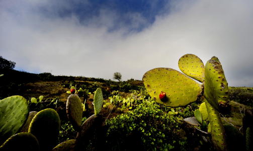  El HIERRO:  Her er det flere b�nder enn turister.   Foto: John Terje Pedersen