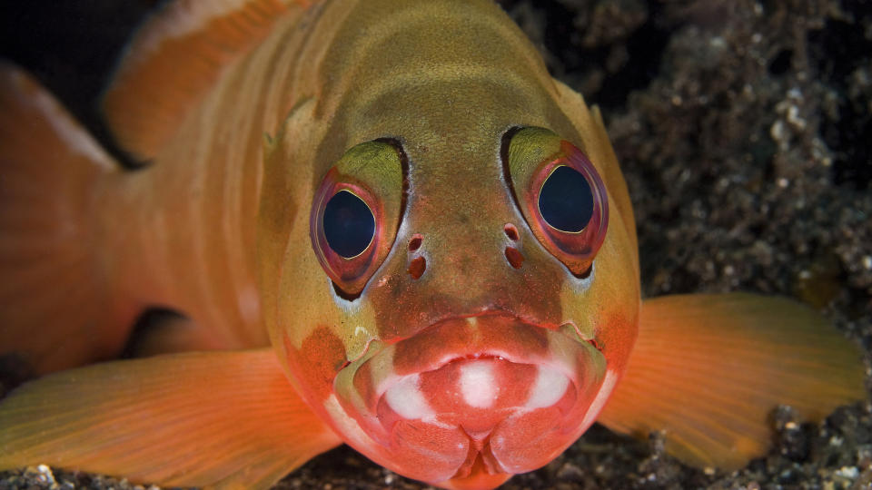 NUMMER TO: - Et flott fiskeportrett der det er direkte kommunikasjon mellom objekt og fotograf. Briljante farger framhever motivet og forsterker n�rv�ret. Flott, uttrykksfullt fiskeportrett. Lite � trekke, men noe sentrert komposisjon, if�lge juryen. Foto: Annika Persson