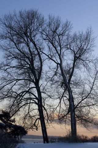 M� TA OPP MER: Opptak av karbon i skogen er regnet med, men da m� det plantes mer. Foto: SCANPIX.