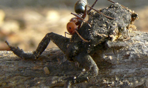 DREPER: Kattemat lokker frem den kj�ttetende australske maurtypen Iridomyrmex purpureus. Og den gj�r ingen forskjell p� padde eller Kittekatt. Foto: AP/Georgia Ward-Fear/Scanpix