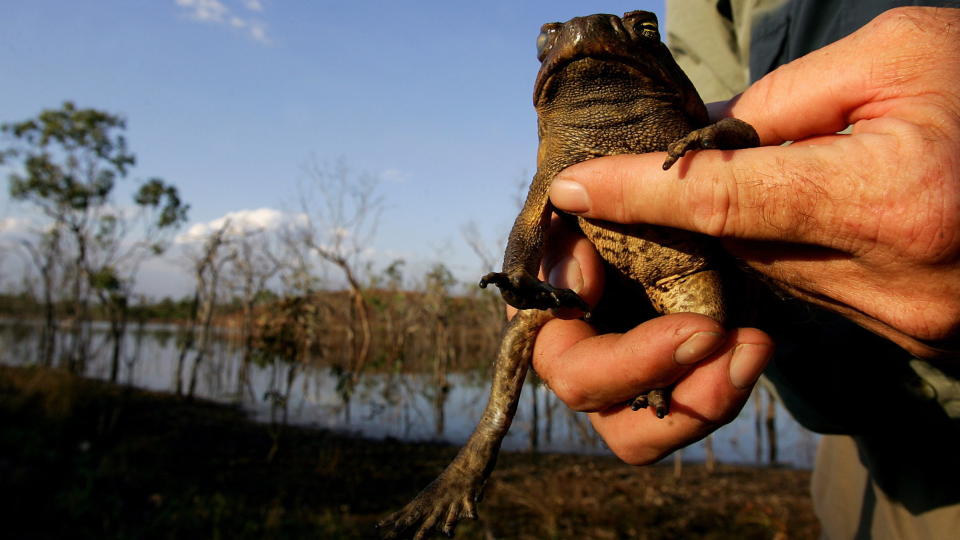 PROBLEMPADDE: En agapadde, eller cane toad som australierne kaller den plagsomme og giftige skapningen som herjer den nord-�stre delen av Australia. Men n� mener forskere � ha funnet en ny og effektiv m�te � f� bukt med beistet. Foto: REUTERS/David Gray/SCANPIX