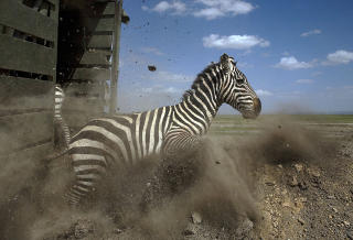 SEBRAEN i sitt naturlige element: I Kenya. Foto: AFP PHOTO/STRINGER/SCANPIX