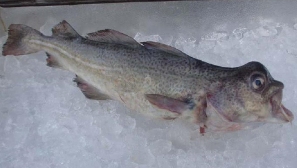 MILJ�KRIM? �kokrim tar saken etter at fiskere fanget flere deformerte torsk i Storfjord i Troms i fjor h�st. Foto: Fiskeridirektoratet