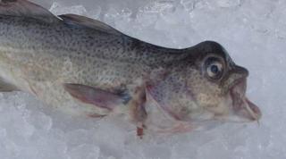 ETTERFORSKES: �kokrim etterforsker etter at torsk med misdannelser som dette er fisket i Storfjord. Foto:Fiskeridirektoratet
