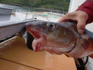 PAPEG�YEFISK: Forskerne kaller torsken med denne spesielle misdannelsen for papeg�yefisk, p� grunn av den �pne munnen. Foto: Fiskeridirektoratet