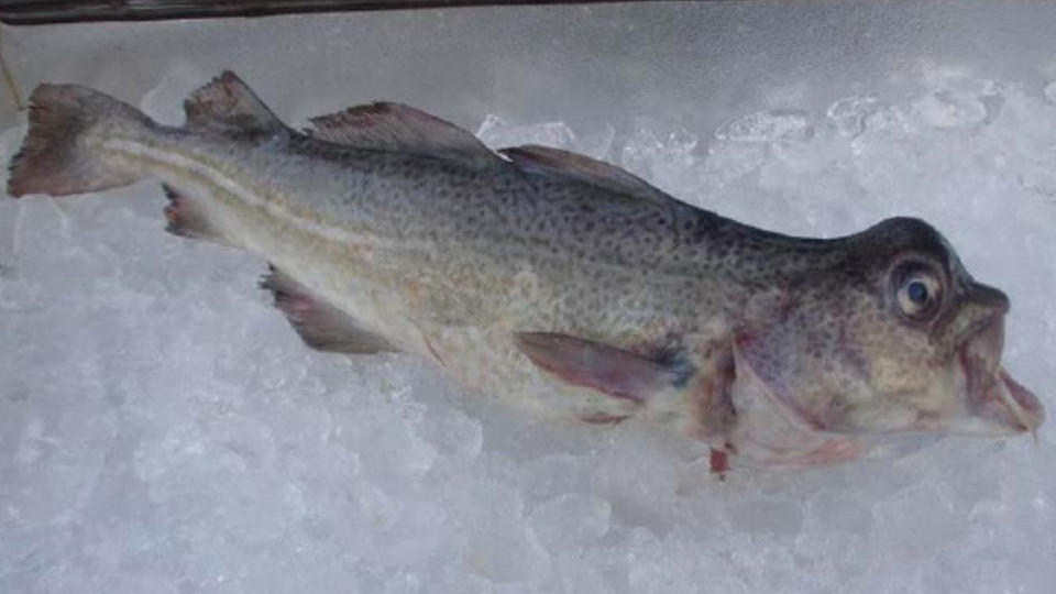 DEFORMERT: Et oppdrettsanlegg legger n� ned etter funn av slik torsk. Denne stammer fra Storfjord i Troms i fjor h�st. Foto: Fiskeridirektoratet