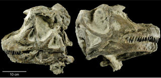 UNIKT: Sauropodene hadde et sv�rt skj�rt hode som lett gikk i oppl�sning. Derfor er det bare funnet et f�tall komplette skaller. Foto: Brigham Young University