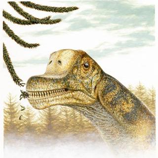 PLANTEETER: Sauropodene var vegetarianere. Slik kan det ha sett ut n�r Abydosaurus mcintoshi forsynte seg fra salatfatet. Illustrasjon: Brigham Young University