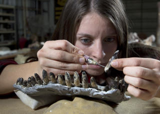TANNSTELL: En BYU-student arbeider med de fossilerte tennene. Foto: Brigham Young University