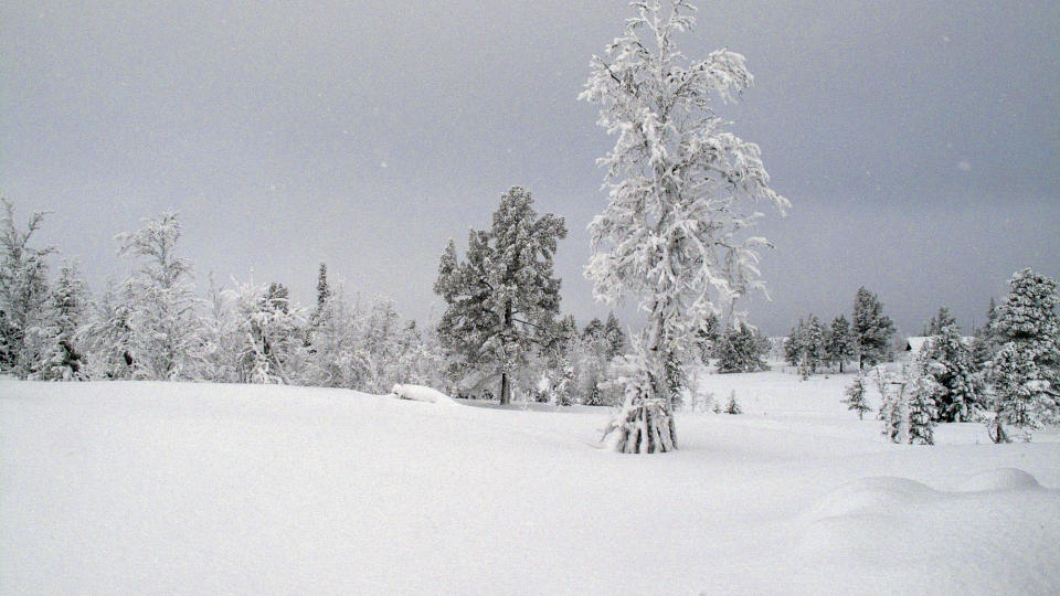 VAKKERT:  Rim og sn� har kledd tr�rne hvite og vakre. Foto: Ole C. H. Thomassen