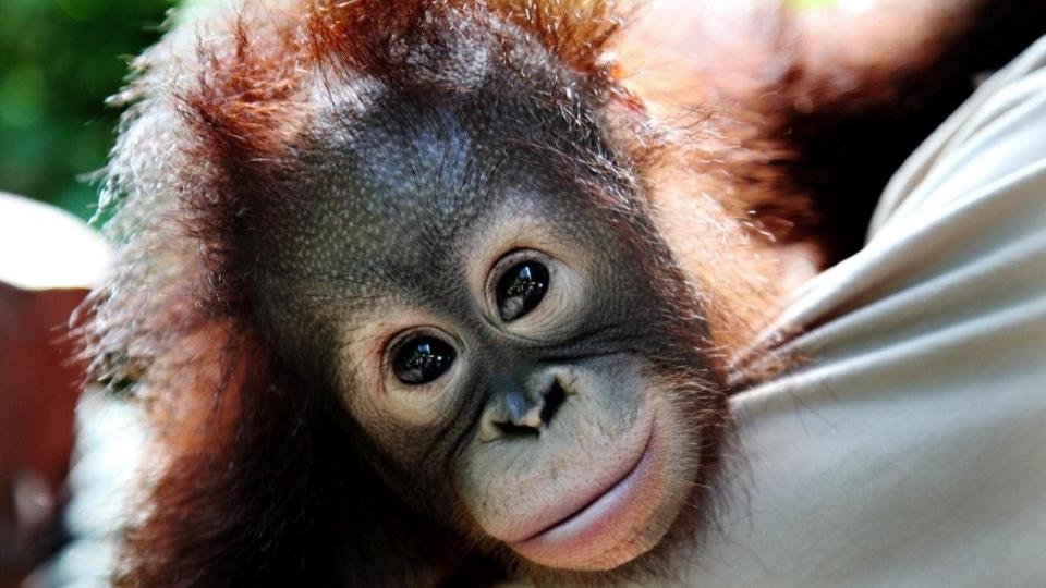 KAN D� UT: FN har samlet milj�vernministere fra hele verden p� milj�toppm�te p� Bali. Et av hovedtemaene er � redde og bevare dagens biologiske mangfold. Den indonesiske orangutangen Nilu er i ferd med � d� ut fordi han naturlige omgivelser utslettes. Foto: Sveinung U. Ystad.