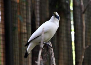 FOKUS: Bali Mynah, en spesiell fugl som bare finnes p� Bali, er en truet art. N� vil FN sette fokus p� � redde slike arter. Foto: Sveinung U. Ystsad