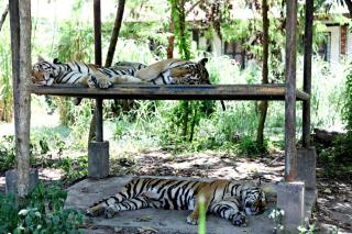 ENESTE IGJEN: Sumatra-tigerne er de siste tigerne som er igjen i Indonesia. Java og Balitigeren har for lengst d�dd ut. Foto: Sveinung U. Ystad