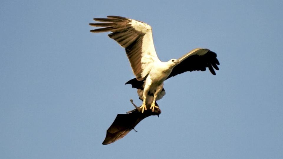 HUNDER SOM FLYR: Flygende hunder er en s�rbar art. At det finnes tusenvis av dem i et omr�de, tyder p� at det naturlige, opprinnelige milj�et fortsatt er inntakt. Foto: Johnny Haglund