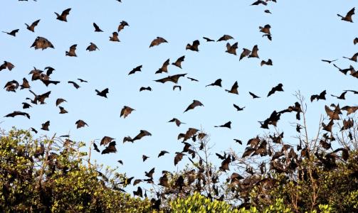KOLONI: Indonesias flygende hunder henger i tr�r om dagen og jakter p� frukt om natten. Foto: Johnny Haglund