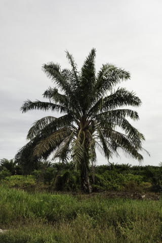 PALMEOLJETREET: Kan dette treet defineres som skog? Ja, mener Indonesia og EU. Nei, mener milj�vernere. Foto: Sigurd Fandango / Dagbladet