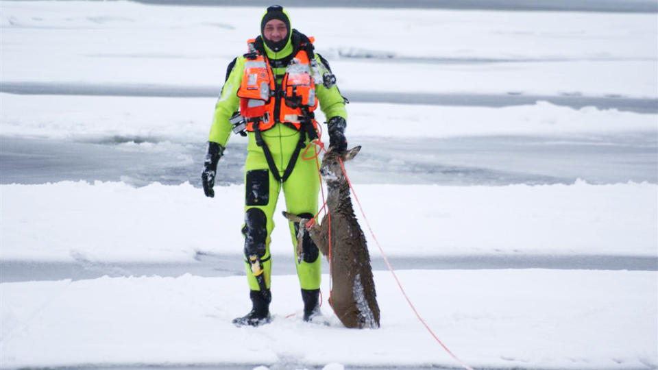 NULL H�P FOR BAMBI: Redningsmannskapet hadde ikke annet valg enn � avlive Bambi for � gj�re slutt p� lidelsene. Redningsmann Lars Vornes krabbet fram til den p� isen og drepte den med kniv. Foto: Jonny Olsen