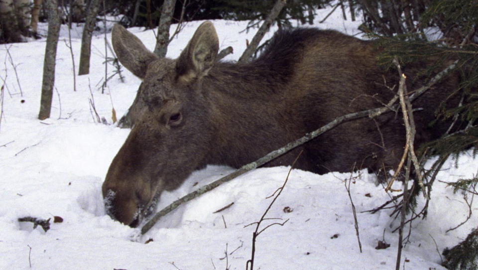 VEID�D: Det har g�tt hardt ut over elg som roter seg ut p� bilveiene i Hedmark s�ndag.

Elgen lures til ikke � g� p� veien eller togskinnene. Vi er med p� foring og merking av elg. N� vil elgen bli fulgt fra dag til dag. Forskerer vil vite hvor den gj�r av seg n�r det er lite eller mye sn�.