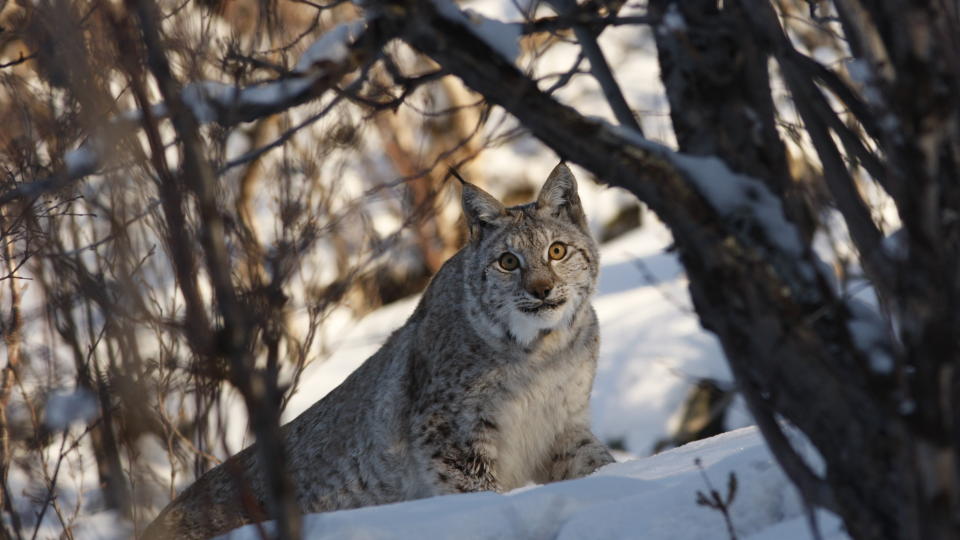 JAKT: 209 gauper skal skytes i Sverige. Dette er hunngaupa Tomine, fotografert utenfor Alta for n�yaktig ett �r siden da hun fikk ny radiosender. Foto: Lars Krempig/Scandlynx.