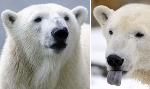 SPLITTES: Giovanna (til venstre) er ikke den rette for Knut. Foto: AFP/SCANPIX