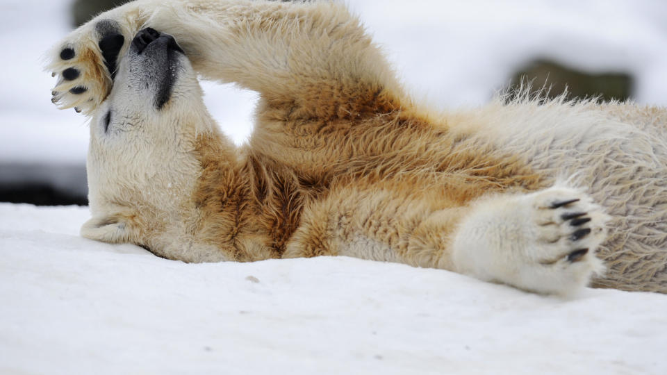 LITT SLITEN? PETA vil kastere Knut. Hva han vil selv vites ikke. Bildet er et av de nyeste av kjendisbj�rnen, og er fra januar i �r. Foto: AFP PHOTO / JOHN MACDOUGALL/SCANPIX