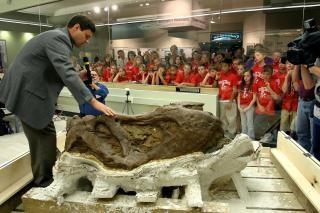 - OVERDREVET: - Fossilet er helt klart ikke tett knyttet til slektskapet mellom aper og mennesker, sa professor Christopher Beard til Dagbladet i fjor. N� ser det ut til at han fikk rett.
Foto: CARNEGIE MUSEUM OF NATURAL HISTORY