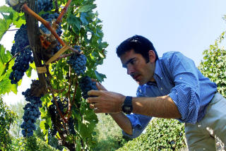BER�MT: Chile er ber�mt for sin vin. Her sjekker chileneren German Layon vinranker med Cavernet Sauvignon s�r for Santiago i 2005. MARTIN BERNETTI/AFP