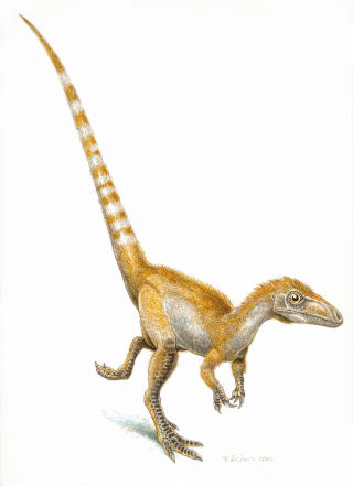 KYLLING?: Sinosauropteryx hadde fj�r. Foto: AP/SCANPIX