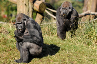 T�RRNESER: Gorillaen Yeboah og Effie i London Zoo tilh�rer i likhet med oss primatgruppen haplorhini. Ogs� �Ida� tilh�rer disse, mener J�rn Hurum, til tross for at en ny studie konkluderer med noe annet. Foto: AFP PHOTO/Ben Stansall/SCANPIX
