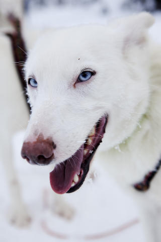 KLAR FOR TUR: Om vinteren kan gjestene pr�ve seg som hundekj�rere med lokale Alaska huskyer i hundespann. Foto: Jon Terje Hellgren Hansen / Dagbladet