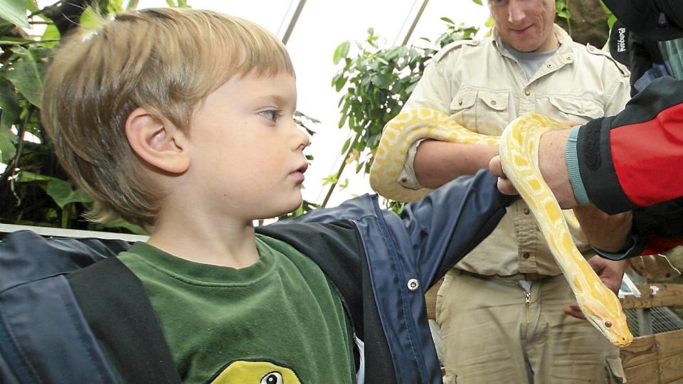 SKREKKBLANDET FRYD: Mest spennende og litt skummelt. Oscar (6) og pappa Hans Raavand fra Oslo hilser p� en pytonsalnge i Krokodille Zoo. FOTO: Ivar Kvistum