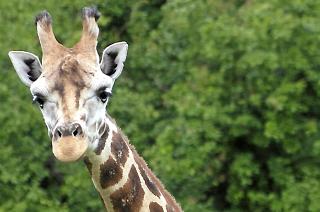 PASSASJER? Sjiraffene i Knuthenborg Park & Safari kan godt finn p� � stikke hodet inn bilvinduet. FOTO: Ivar Kvistum