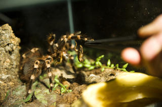 MATES: Denne tarantellen tar villig imot det levende insektet som blir servert. Kim Andr� mener tarantellene er facinerende. FOTO: H�KON EIKESDAL